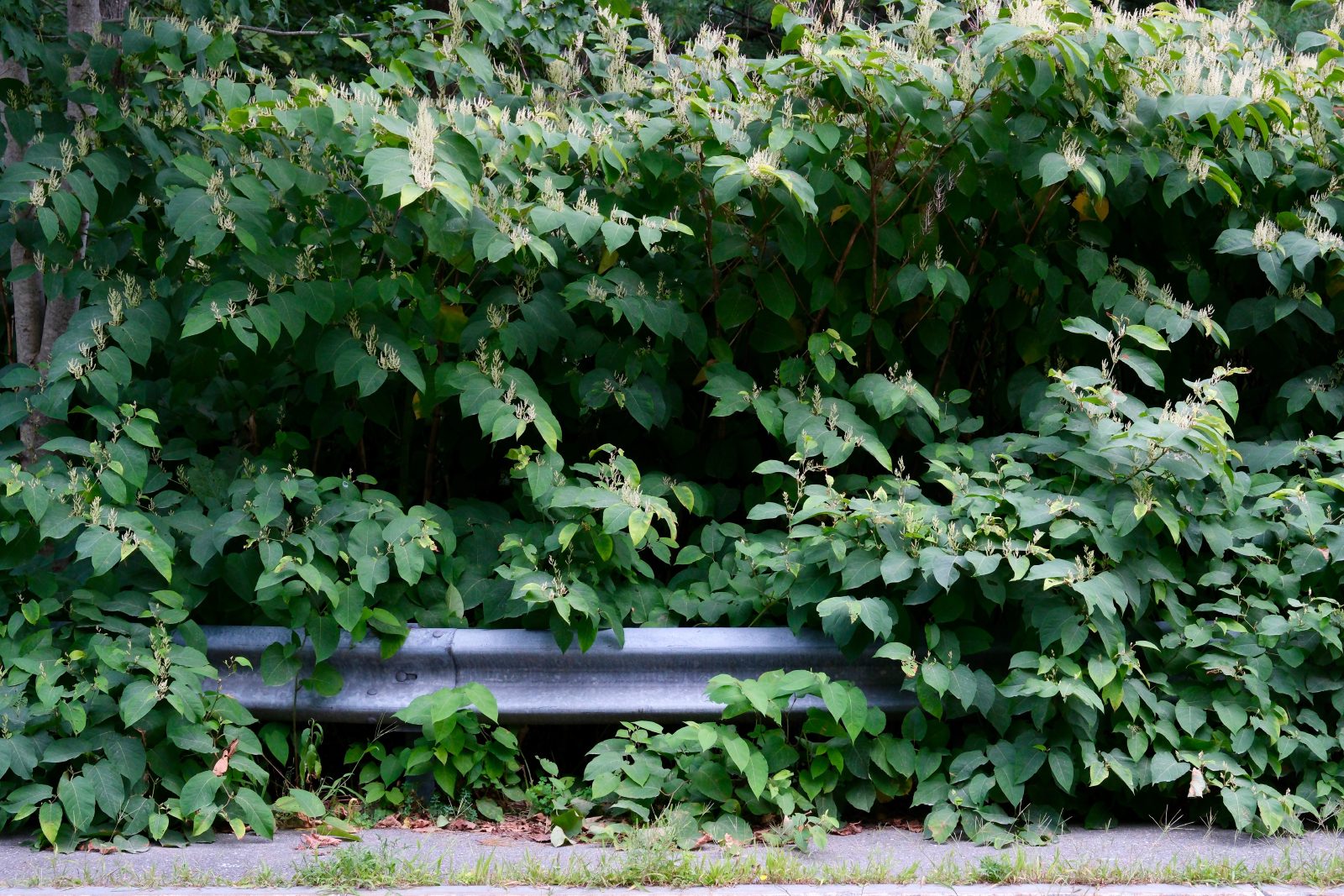Thick vegatation consuming a guardrail next to sidewalk