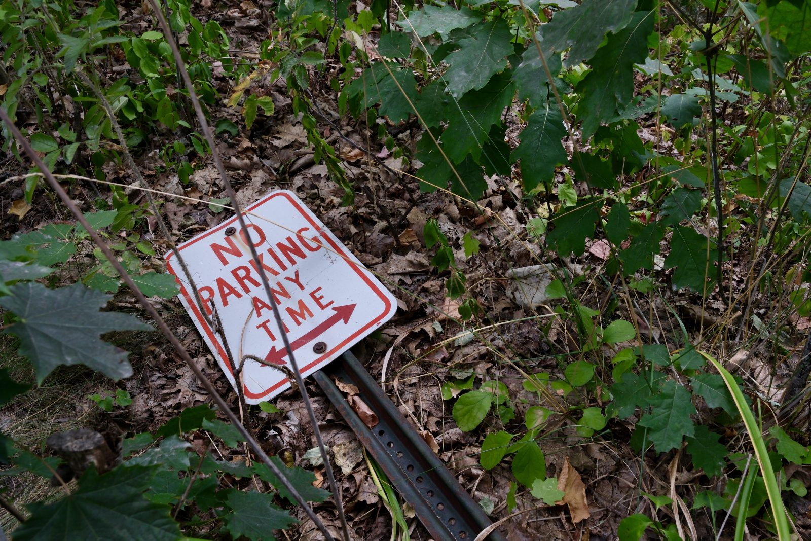 Wayward no parking sign laying on dead leaves