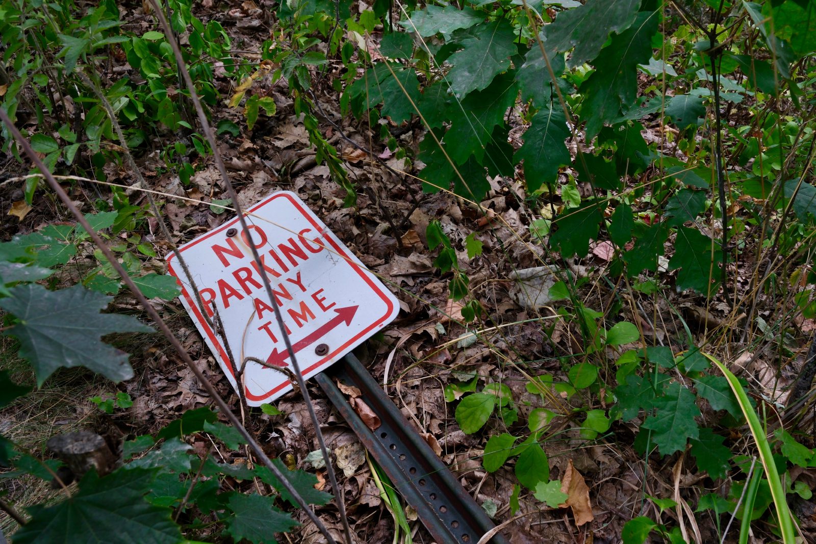 Wayward no parking sign laying on dead leaves