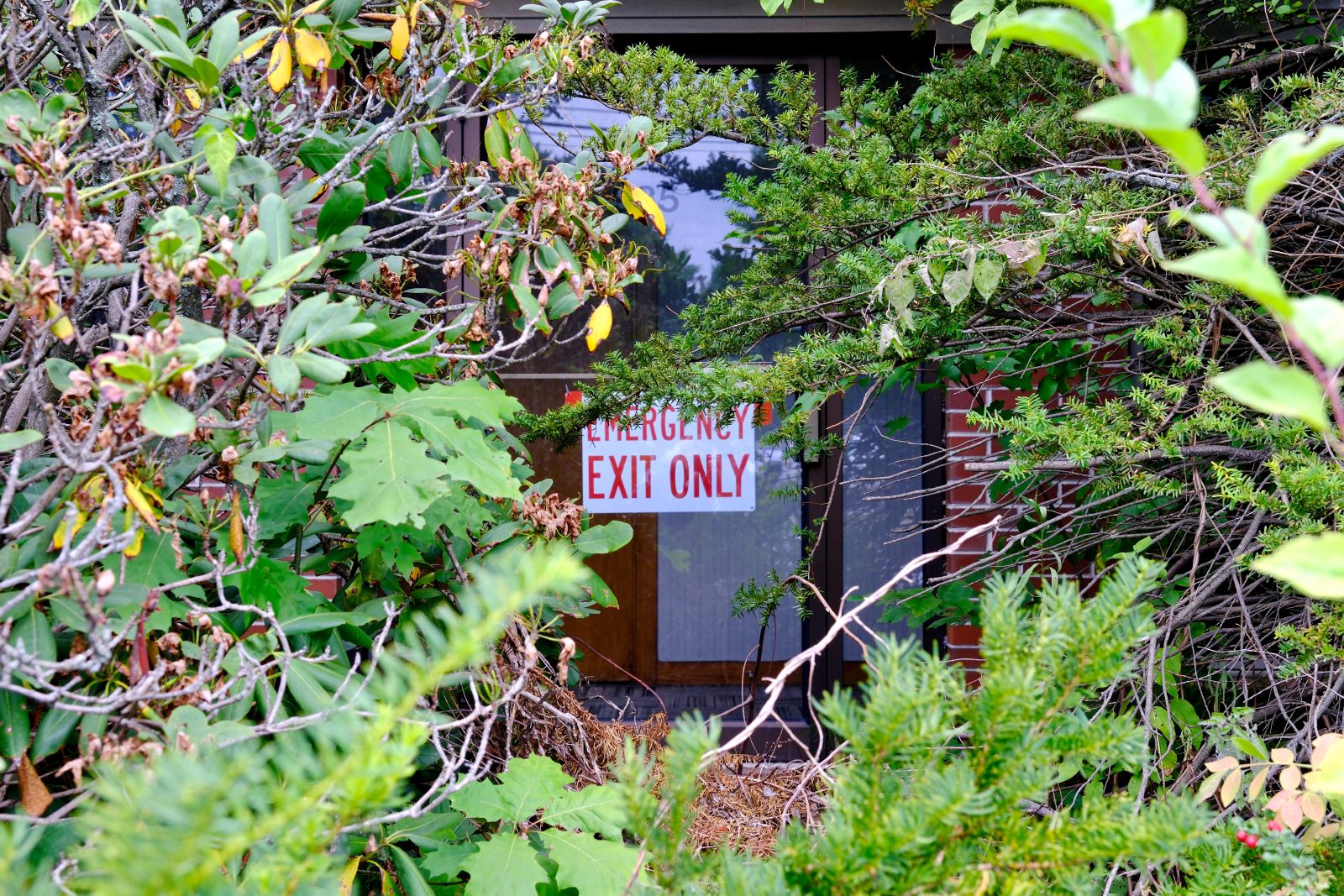 Emergency exit behind thick brush