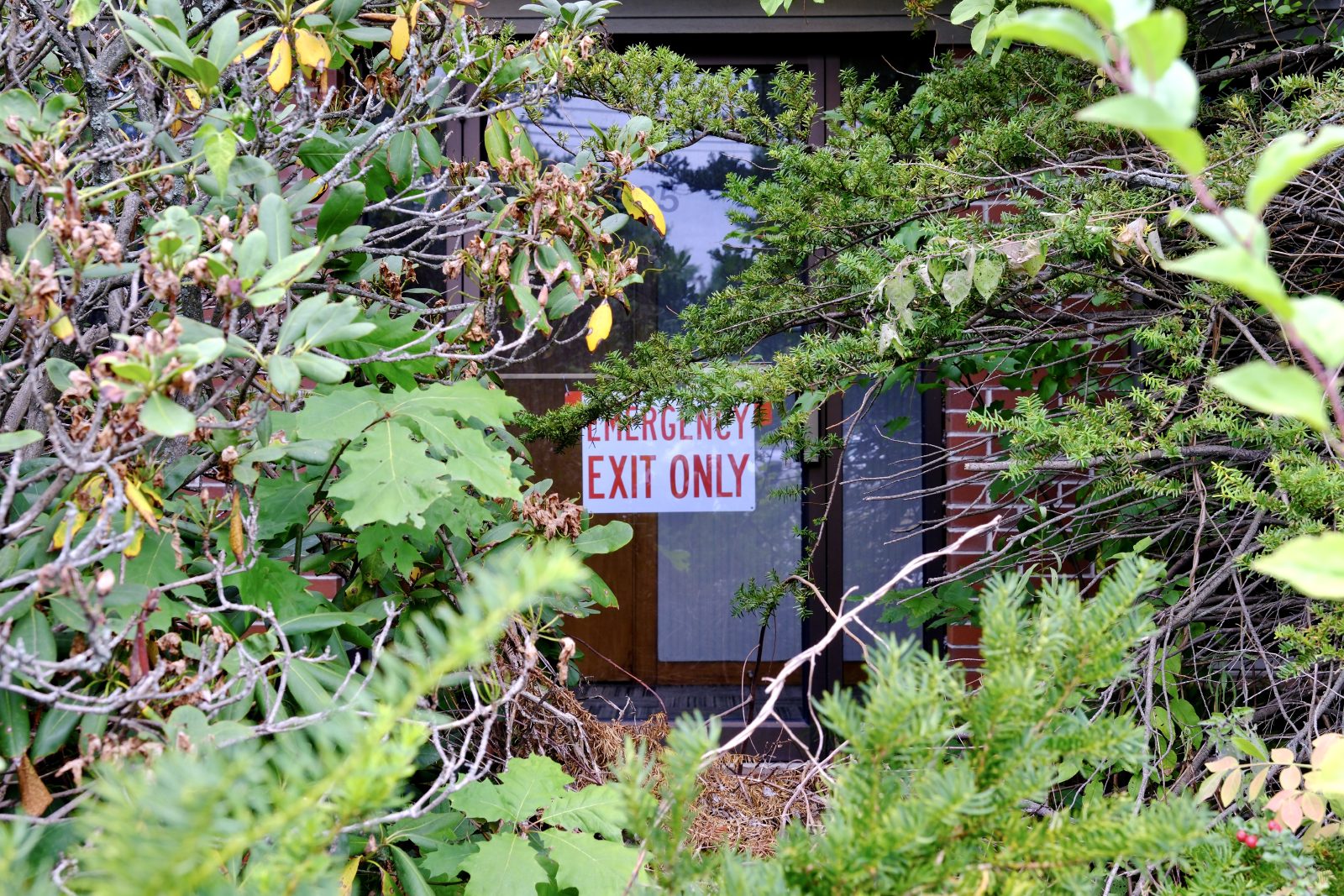 Emergency exit behind thick brush