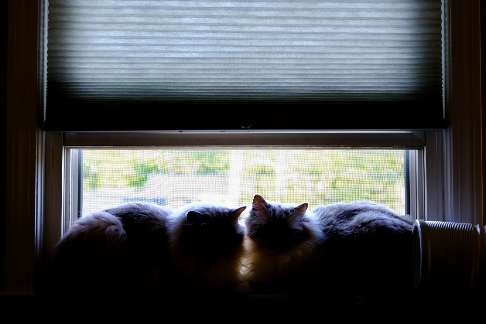 Two ragdoll cats sitting face to face in the window sill