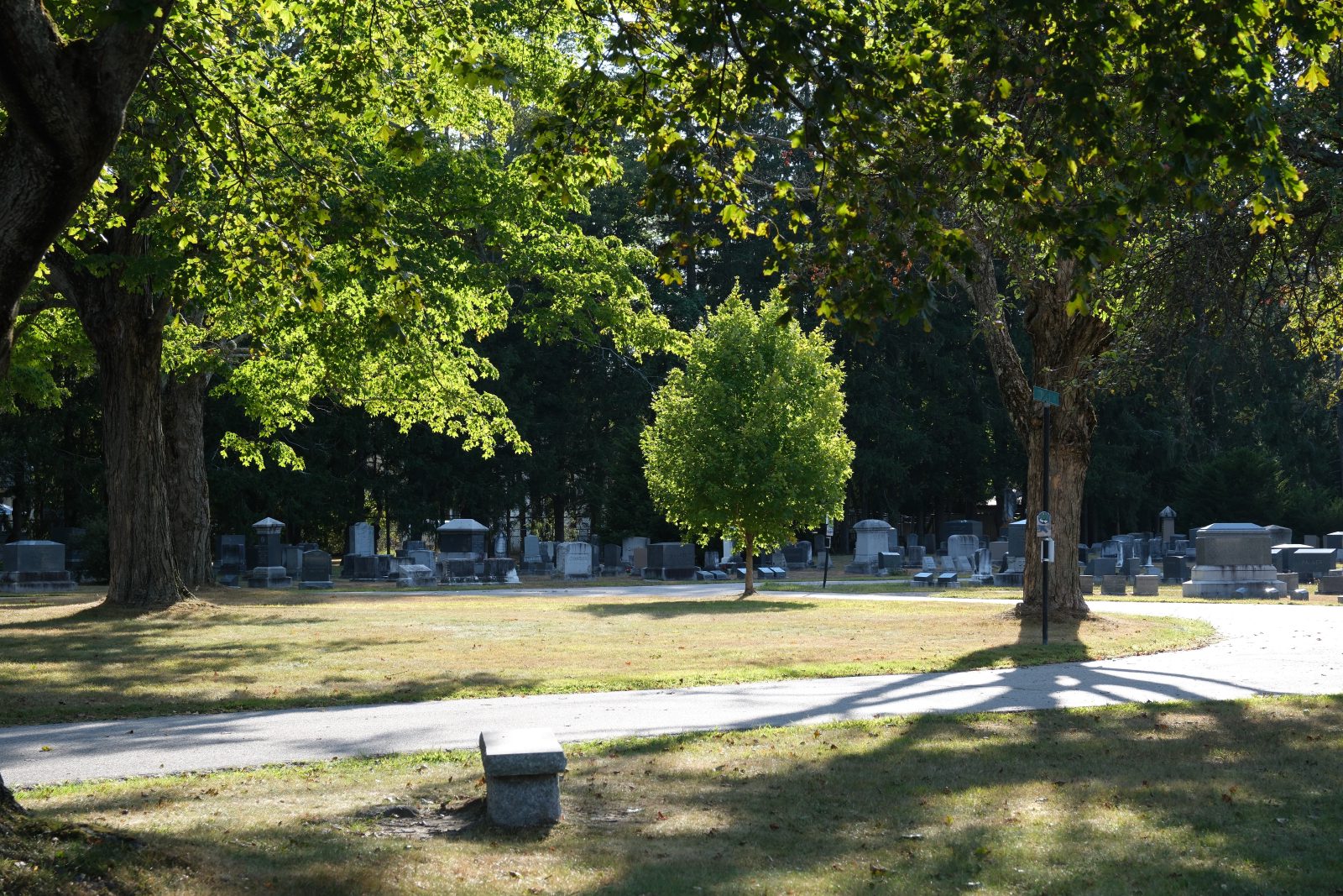 A very lucious tree backlit by sun alone in a graveyard