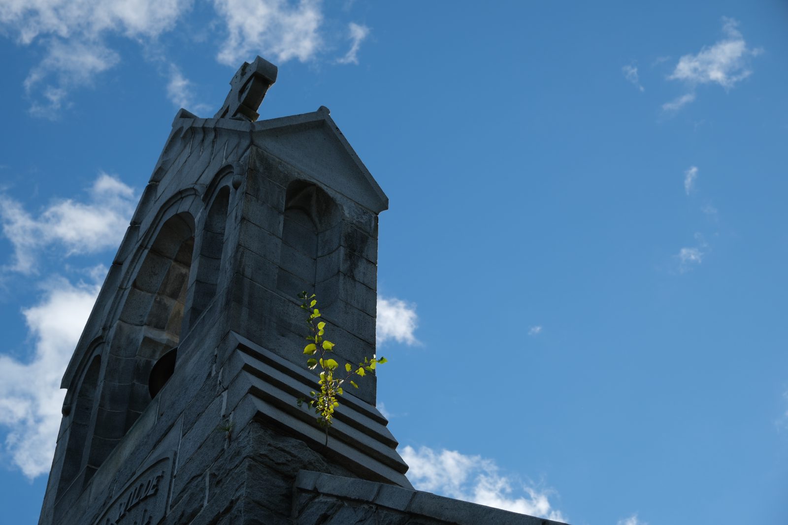 A lone small sapling growing on the roof of a stone chapel
