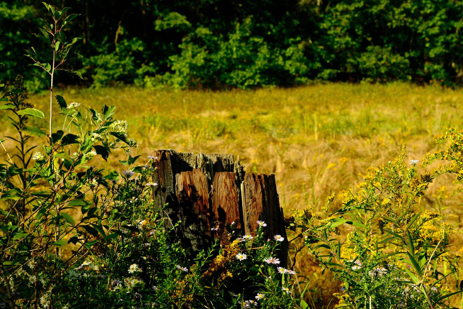 An old decaying tree stump with wildflowers before a yellow green marshy grass