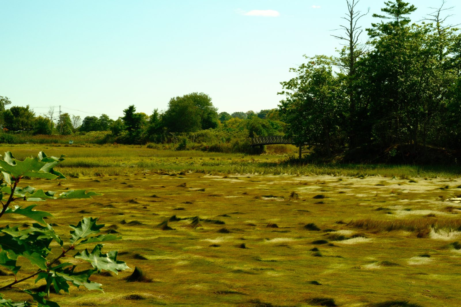Flat grass with small peaks that look like waves