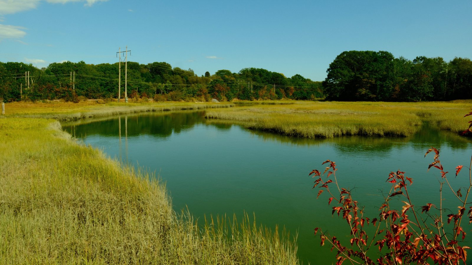 A silty waterway making its way through a marsh with yellow grass and trees in the background