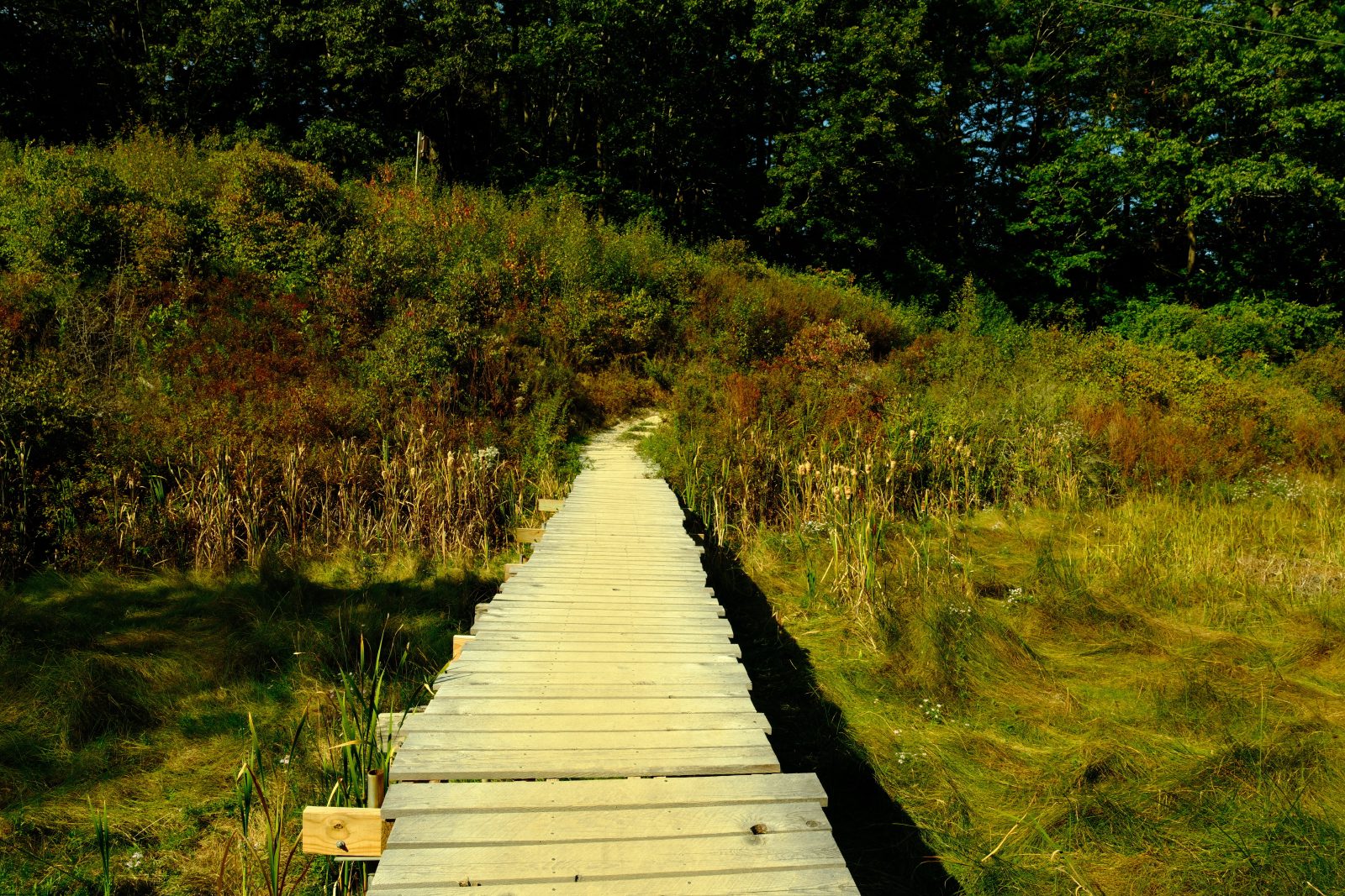 A trail walkway leads into bushes and trees