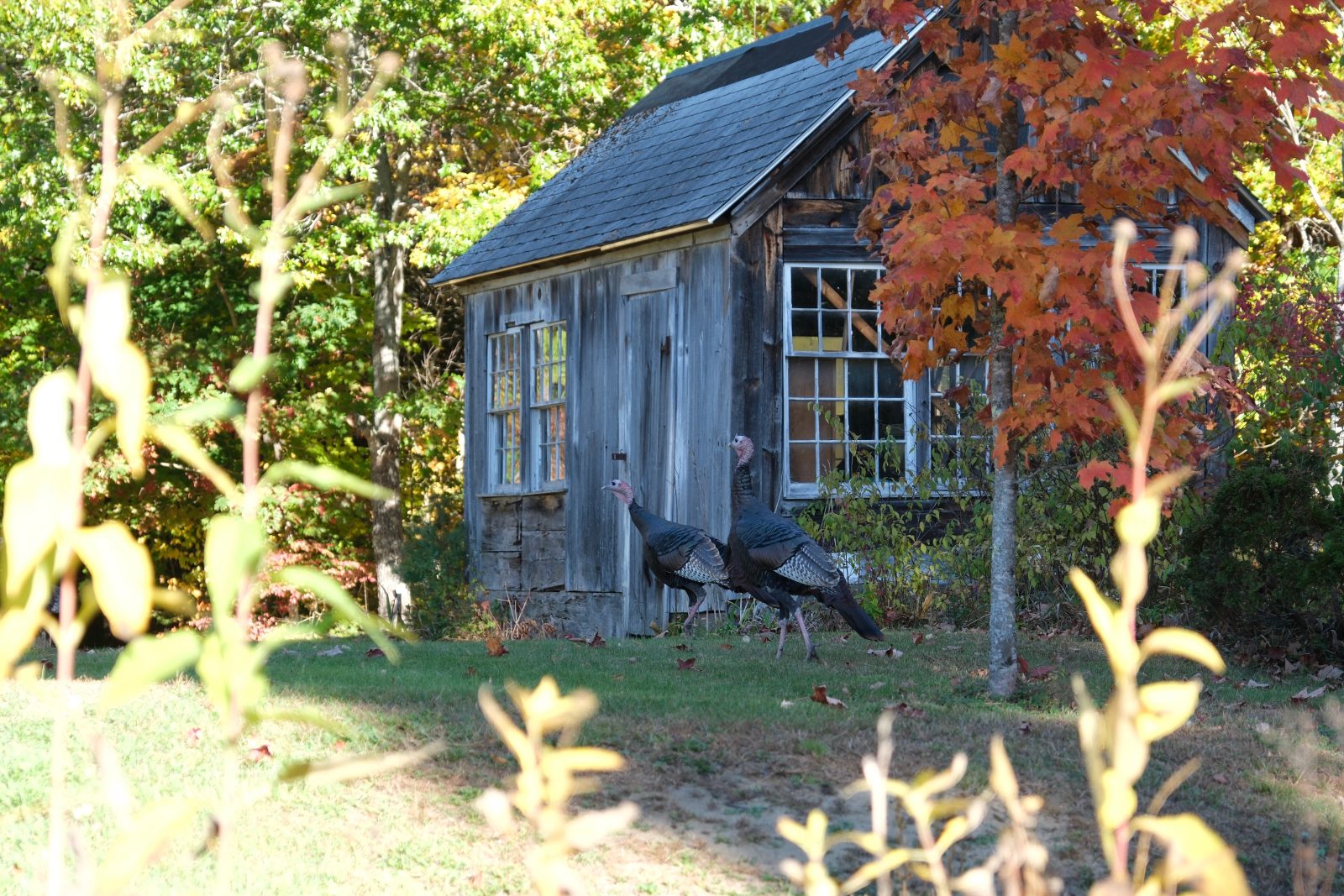 Wild Turkeys in front a wooden shed with windows