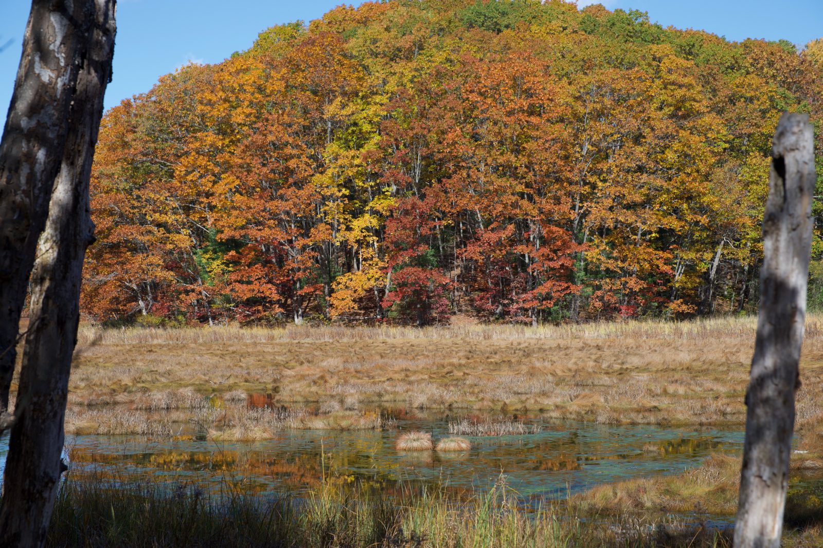 A bit of raised land in an otherwise marshy location with red, green, orange, and yellow leaves