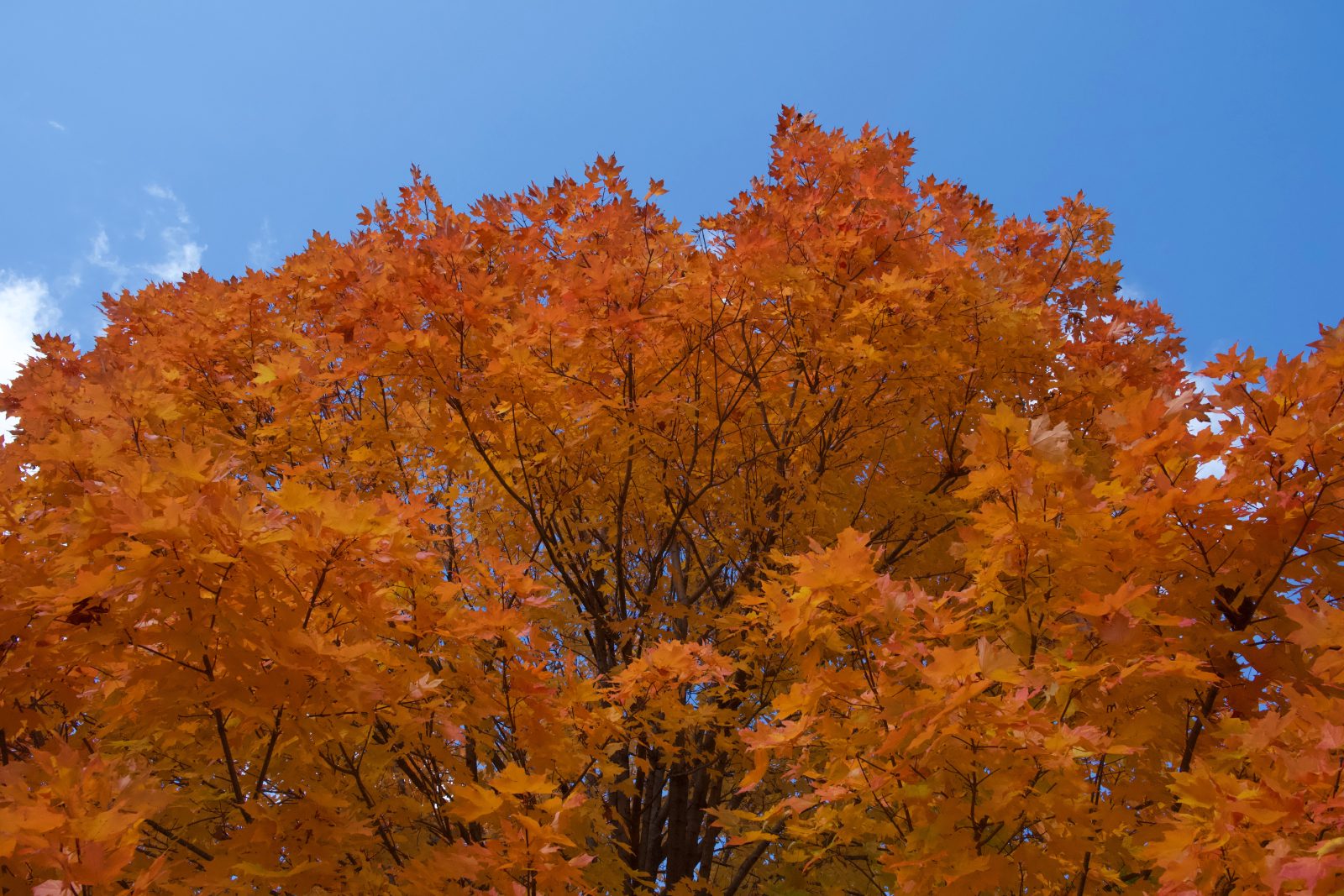 Bright orange leaves backlit by blue sky