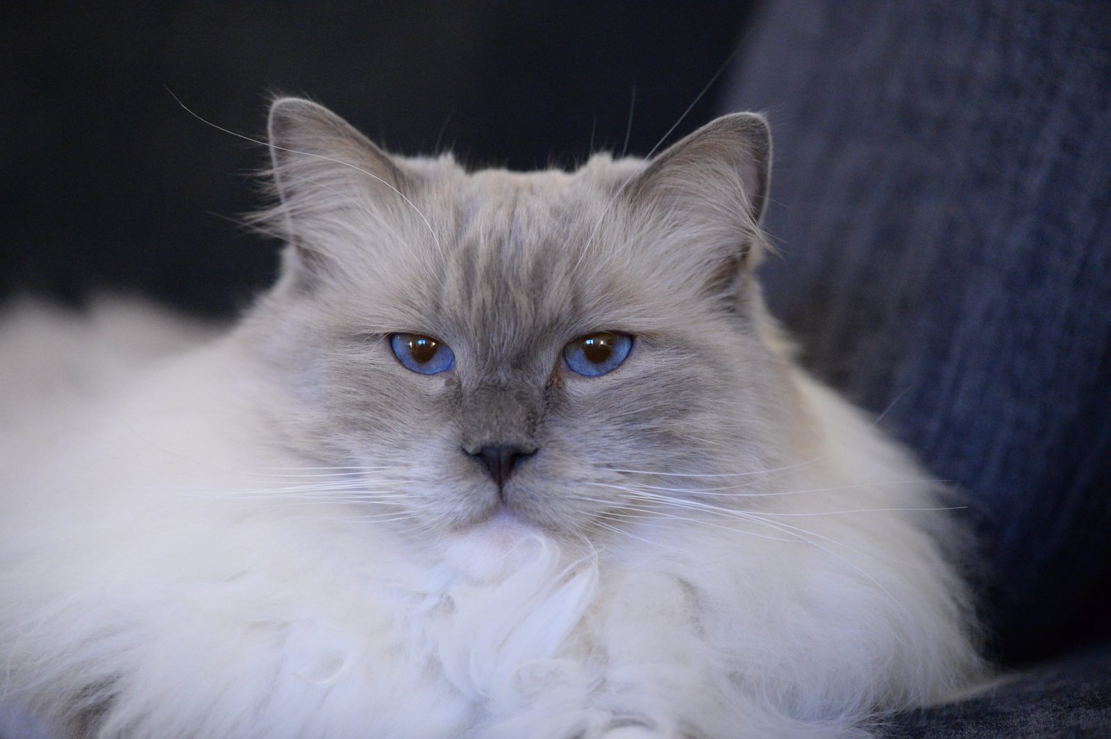 Close up portrait of a ragdoll with striking blue eyes