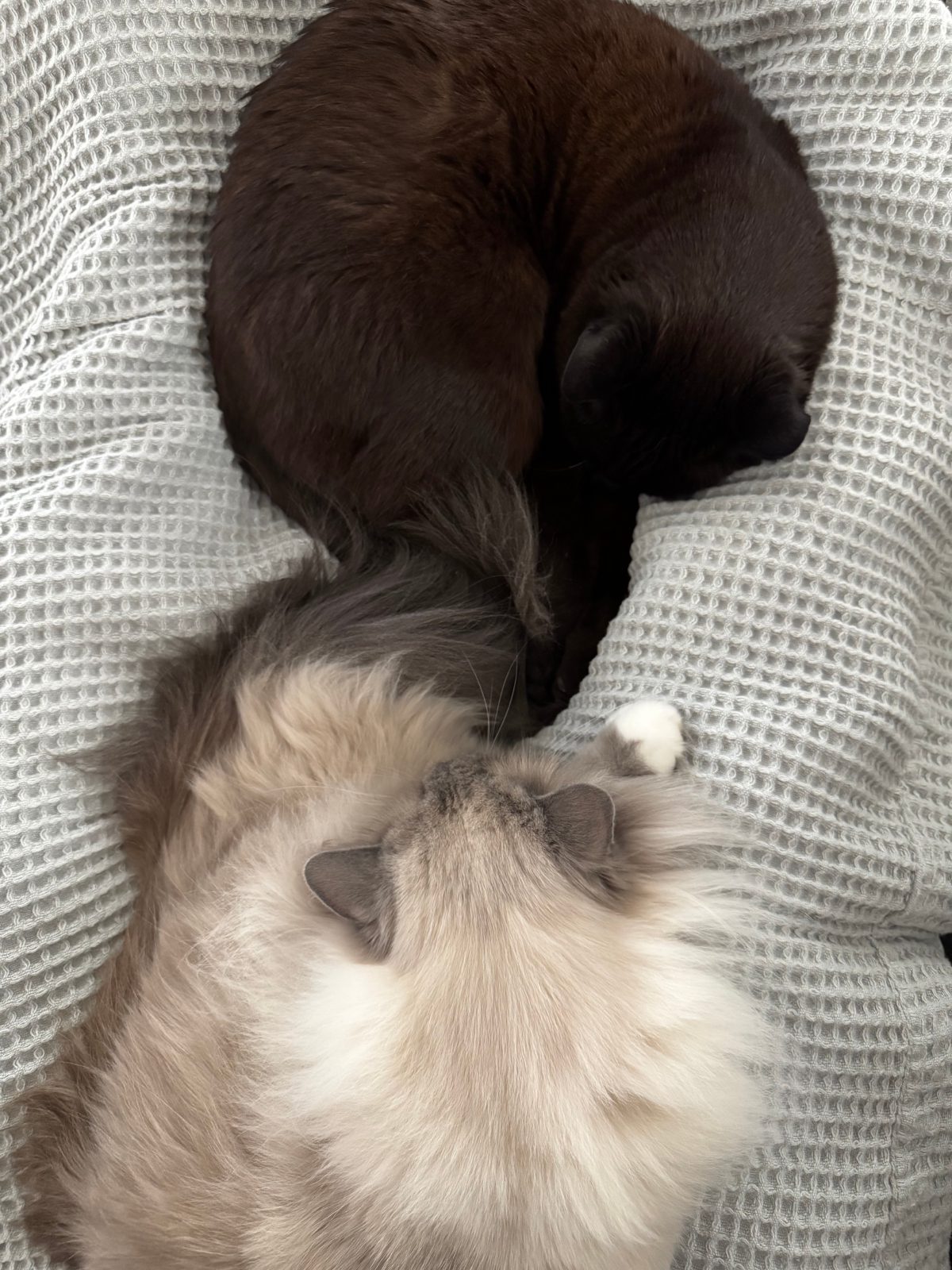 A black cat and a white cat in a faux ying yang positioning