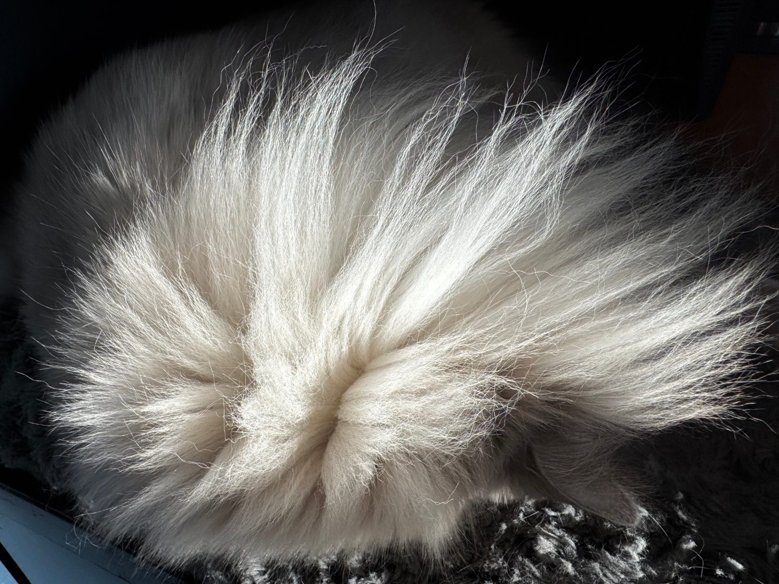 A closeup explosion of cat fur