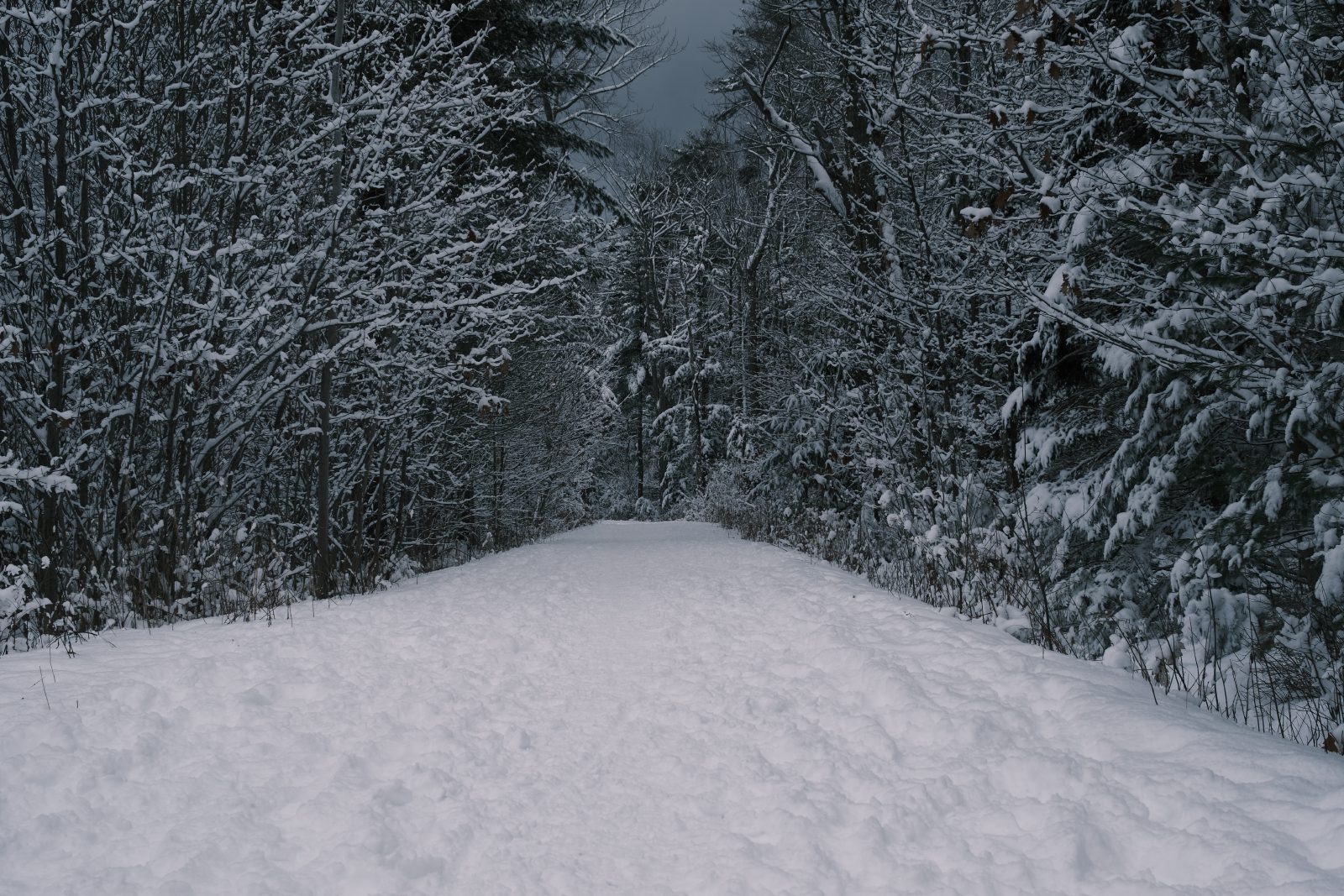Walking a snowy trail in the falling light