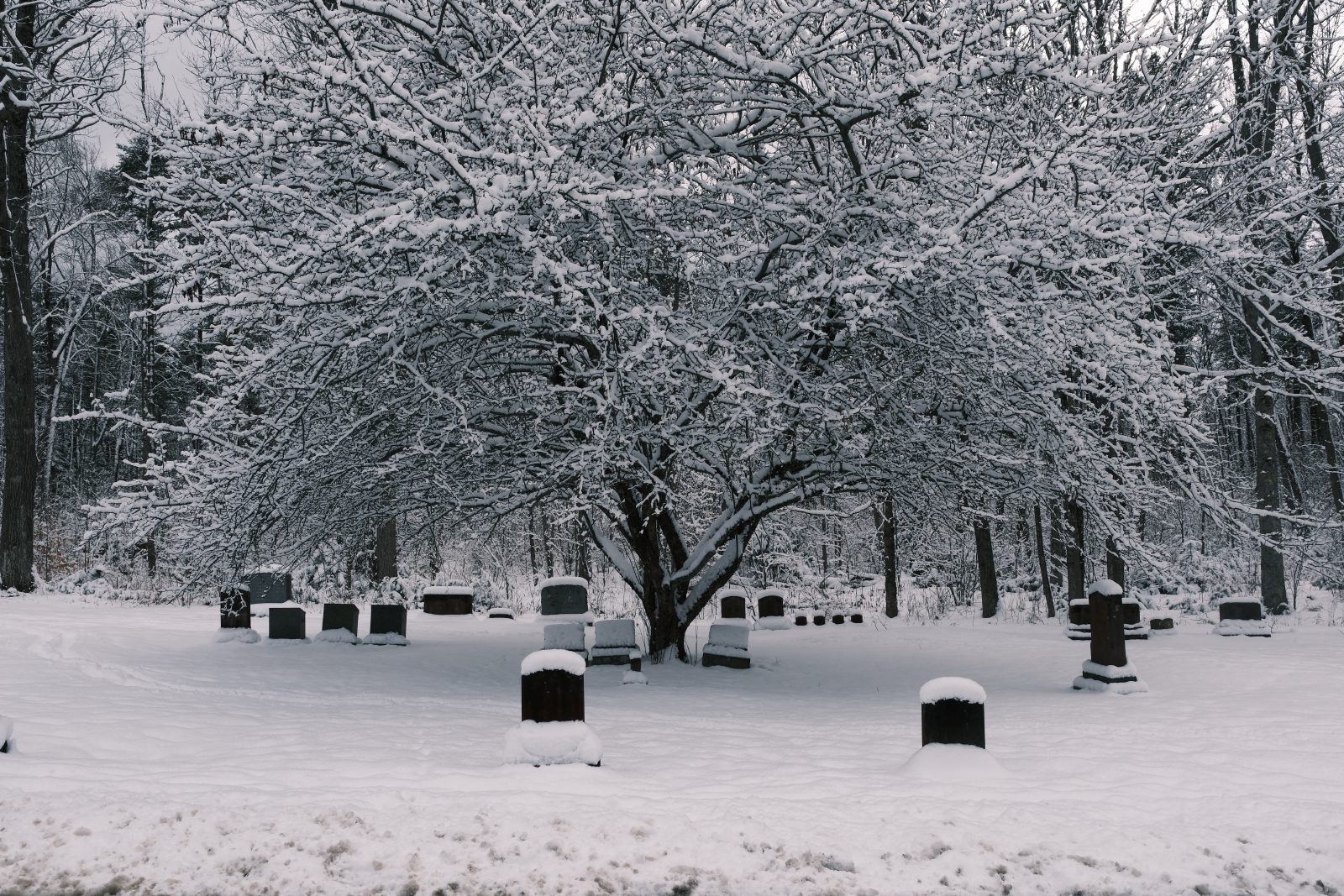 A large tree with long low branches covered in snow hanging over tombstones in a cemetery.