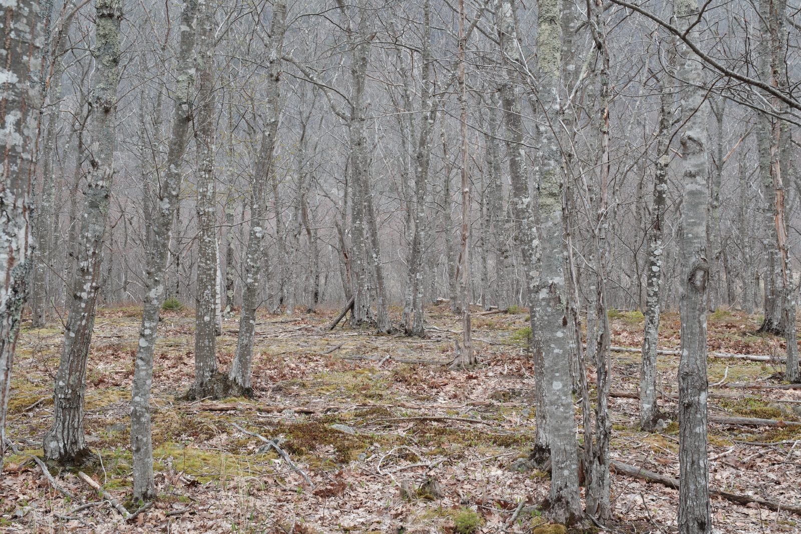Foreground of off season trees before a gray barren backdrop