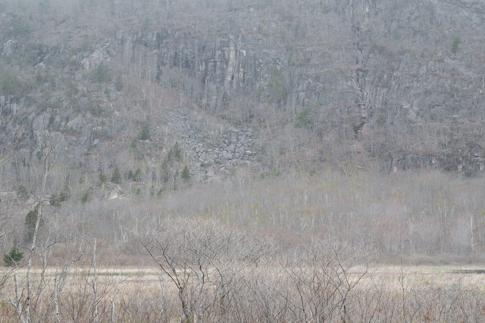 A dreary cliff behind barren trees