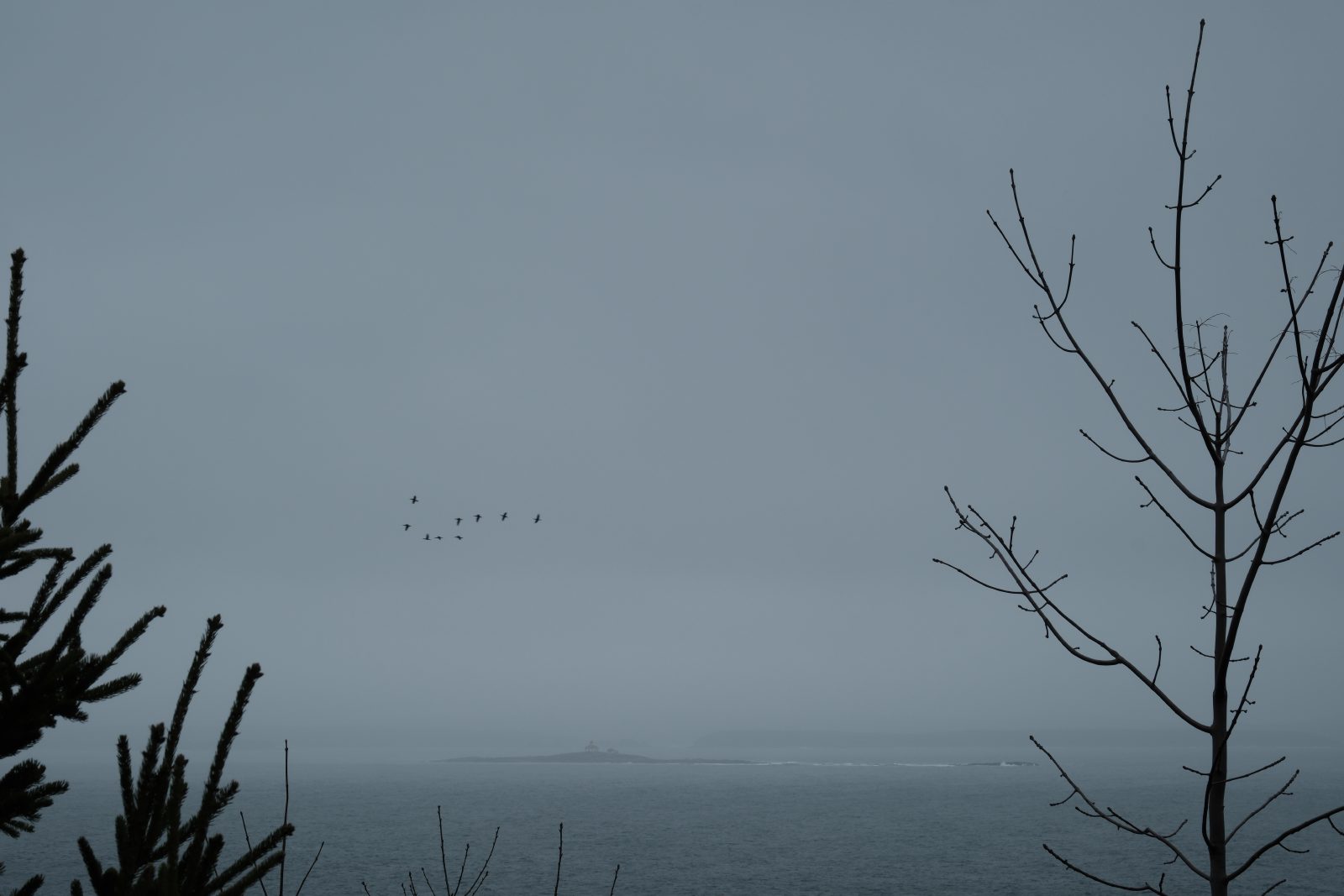 Birds in loose formation over a foggy, dreary bay