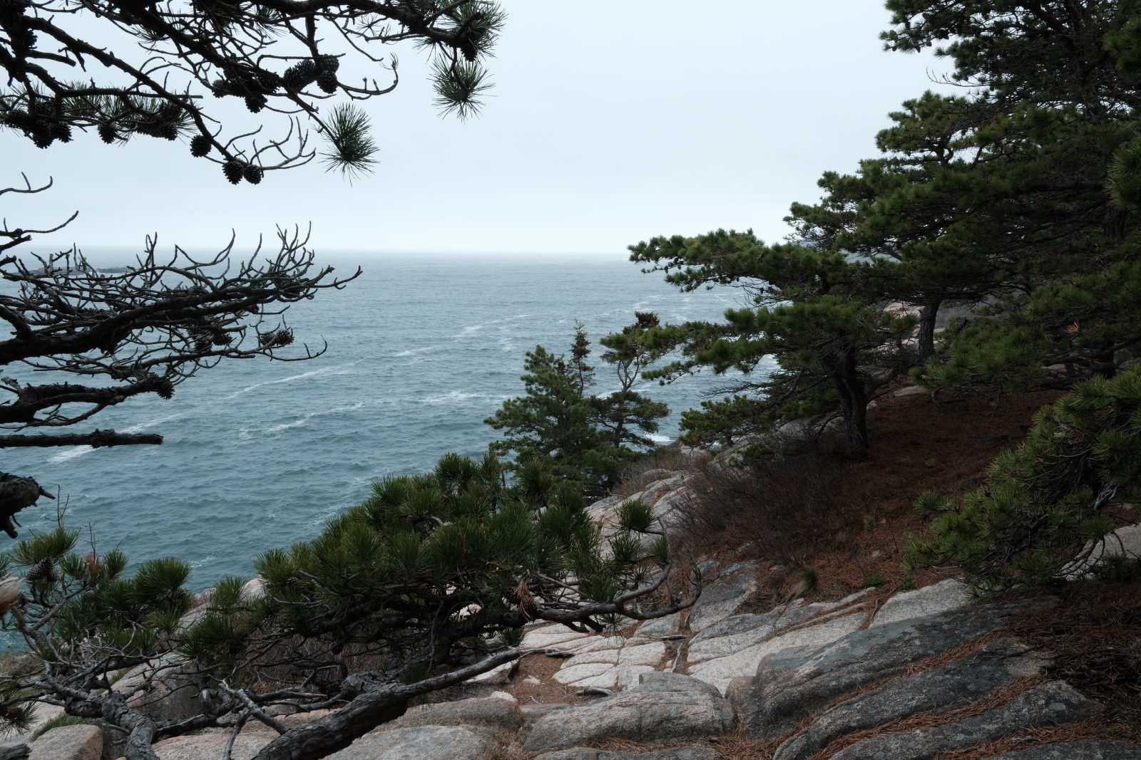 Short, stubborn coniferous trees framing a cold bay